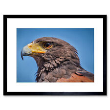 Animal photo bird for sale  EDINBURGH