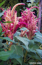 Amaranth alegria 150 gebraucht kaufen  Augsburg