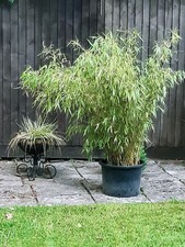 Bamboo garden plant for sale  LINGFIELD