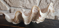 Coquillage benitier tridacna d'occasion  France