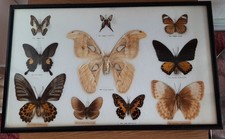 Butterflies moths insects for sale Butterflies moths insects for sale  BASILDON