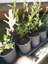 Salix flamingo willow for sale  CHATHAM