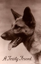 Handsome german shepherd for sale  Moorpark