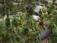 Bristlecone pine tree for sale  Allentown