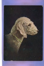 Reszke bedlington terrier for sale  THETFORD