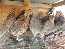 Georgia giant bobwhite for sale  Fredericktown
