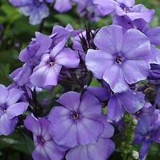 Beauty blue phlox for sale  Tarpon Springs