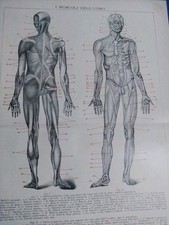 800 900 anatomia usato  Roma