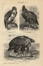 Stampa antica 1899 usato  Pescara