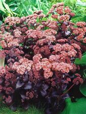 Sedum telephium purple for sale  ALFRETON