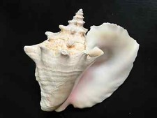 Gorgeous extra large for sale  State College