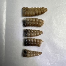 Rattlesnake rattles rattle for sale  Benson