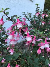 Fuchsien fuchsia rosa gebraucht kaufen  Grebenstein