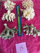 Dry coral natural for sale  Glendale