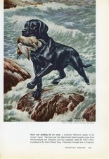 Labrador retriever old for sale  COLEFORD