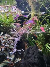 Roter tigerlotus nymphaea gebraucht kaufen  Mannheim
