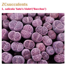 Salicola sato violet for sale  TUNBRIDGE WELLS