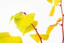Tilia cordata winter gebraucht kaufen  Eslohe (Sauerland)