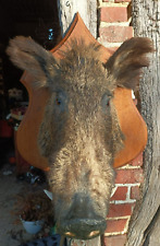 Vintage trophée chasse d'occasion Vintage trophée chasse d'occasion  Sotteville-lès-Rouen