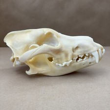 Real large alaskan for sale  Milwaukee