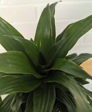 Dracaena fragrans janet for sale  Lakeland