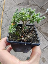 Trichodiadema bulbosum caudex for sale  GLASGOW