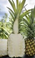Pineapple plants combo for sale  Fresno