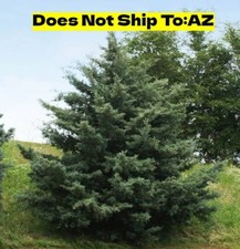 Carolina sapphire cypress for sale  Fort Mill