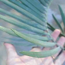 Encephalartos nubimontanus var usato  Napoli