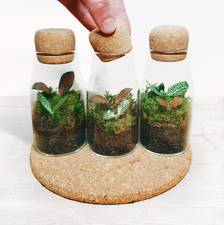 Cork bottle fittonia for sale  OLDHAM