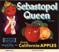 Genuine sebastopol queen for sale  Yucca Valley