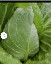Sweetheart pointed cabbage for sale  BIGGLESWADE