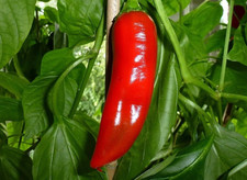 Hot pepper seeds for sale  Denver