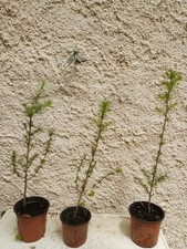 Plant mélèze japon d'occasion  Blagnac