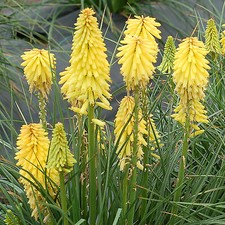 Kniphofia poco citron for sale  UK