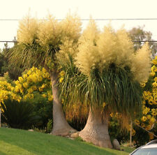 Beaucarnea recurvata rare for sale  Miami