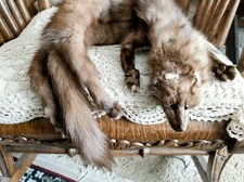 Stone marten fur for sale  Livonia