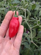 pepper tree for sale  ABERYSTWYTH