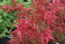 Japanese maple cases for sale  USA
