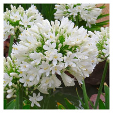 Agapanthus africanus alba for sale  SCUNTHORPE