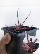 Drosera adelae sundew for sale  LLANDYSUL