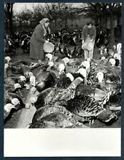 Czech republic peasants for sale  Cape Coral
