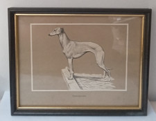 Vintage greyhound print for sale  SWADLINCOTE
