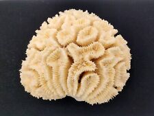 Rare lobophyllia coral d'occasion  Expédié en Belgium