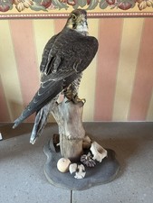 Taxidermy lanner falcon for sale  LONDON