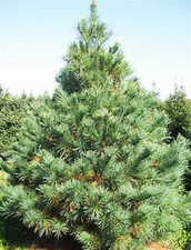 Live white pine for sale  English