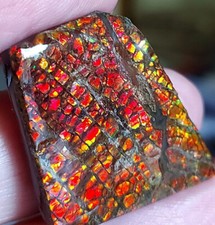 Großer drachenschuppen ammoli gebraucht kaufen  Schweitenkirchen