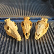 Lot hog pig for sale  Mc Clure