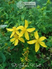 st john s wort for sale  Sheridan