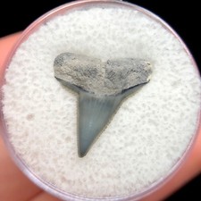 Rare great hammerhead for sale  Palm Harbor